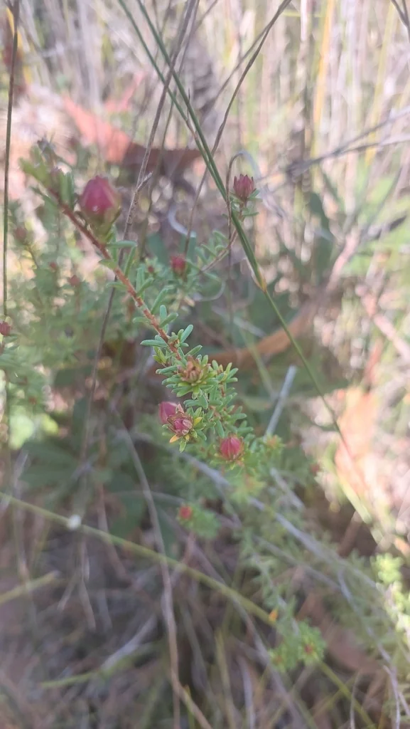 Hibbertia Vestita