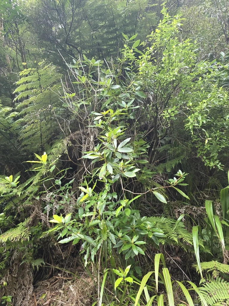 Rhododendron Ponticum