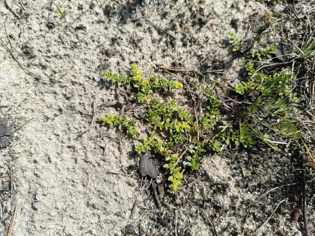 Herniaria Glabra