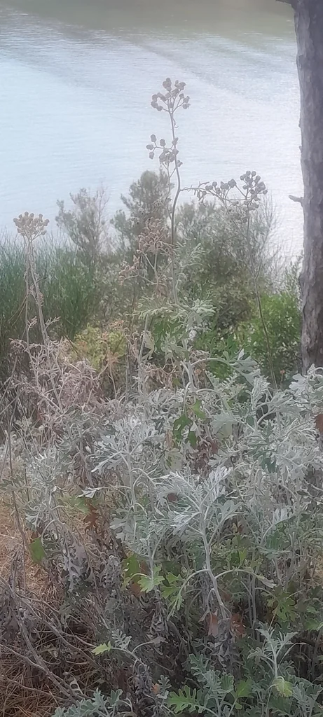 Senecio Cineraria