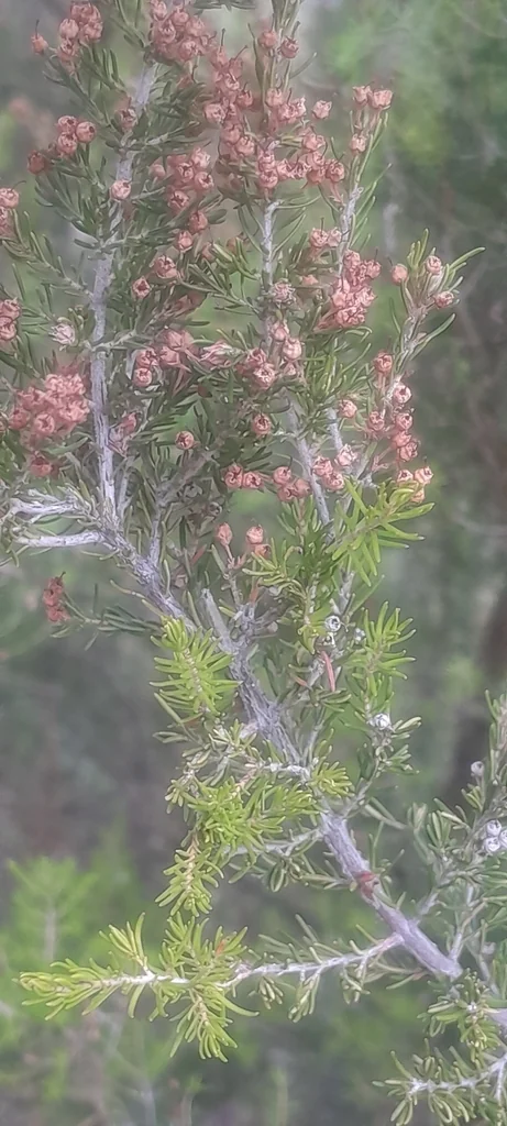 Erica Arborea