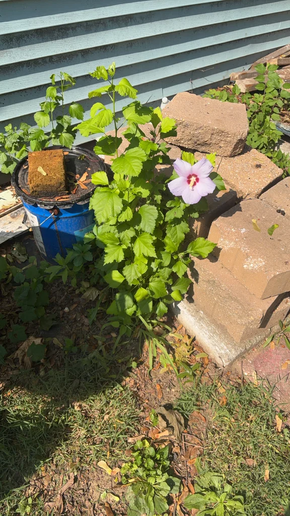 Hibiscus syriacus