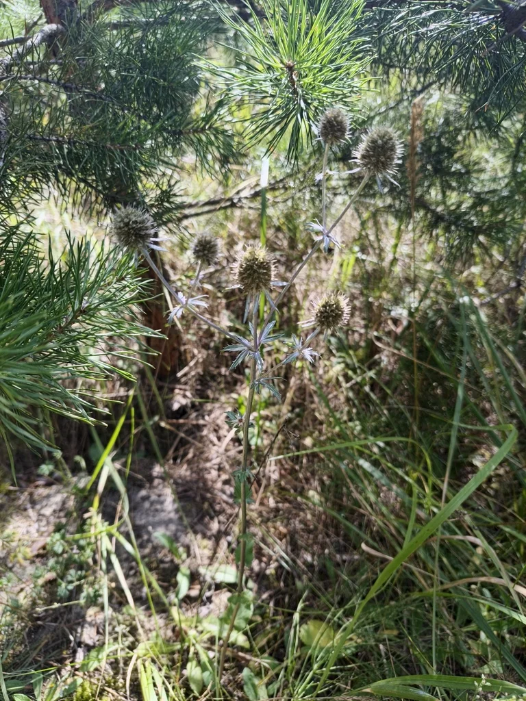 Eryngium Planum