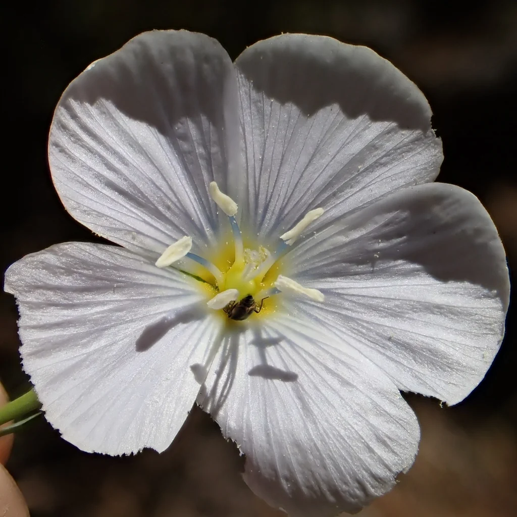 Linum Lewisii