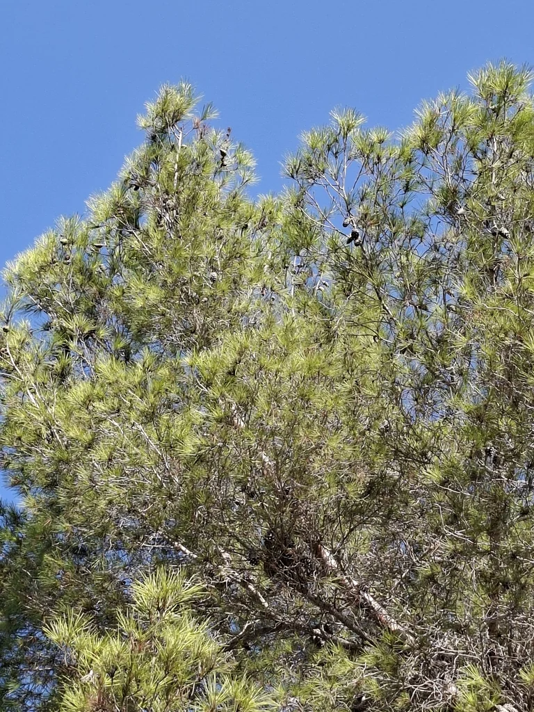 Pinus Halepensis