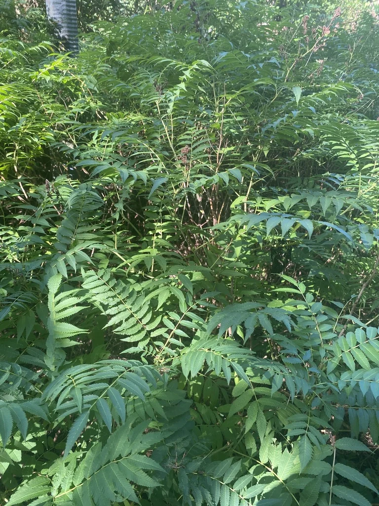 Sorbaria Sorbifolia