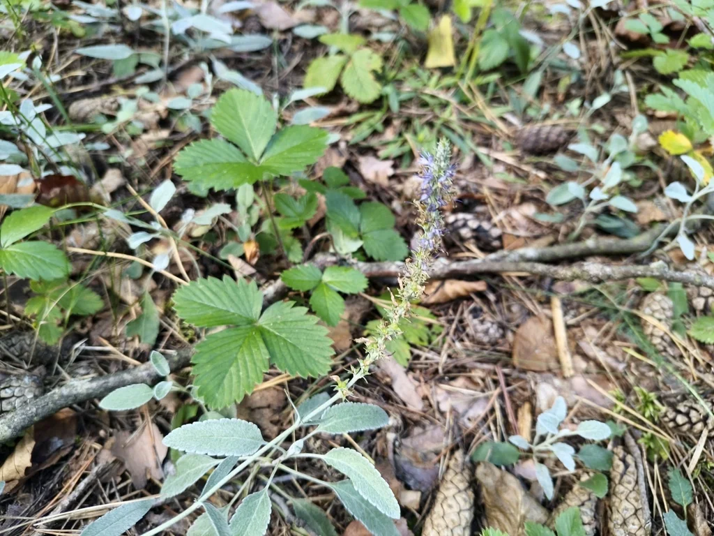 Veronica Spicata Incana