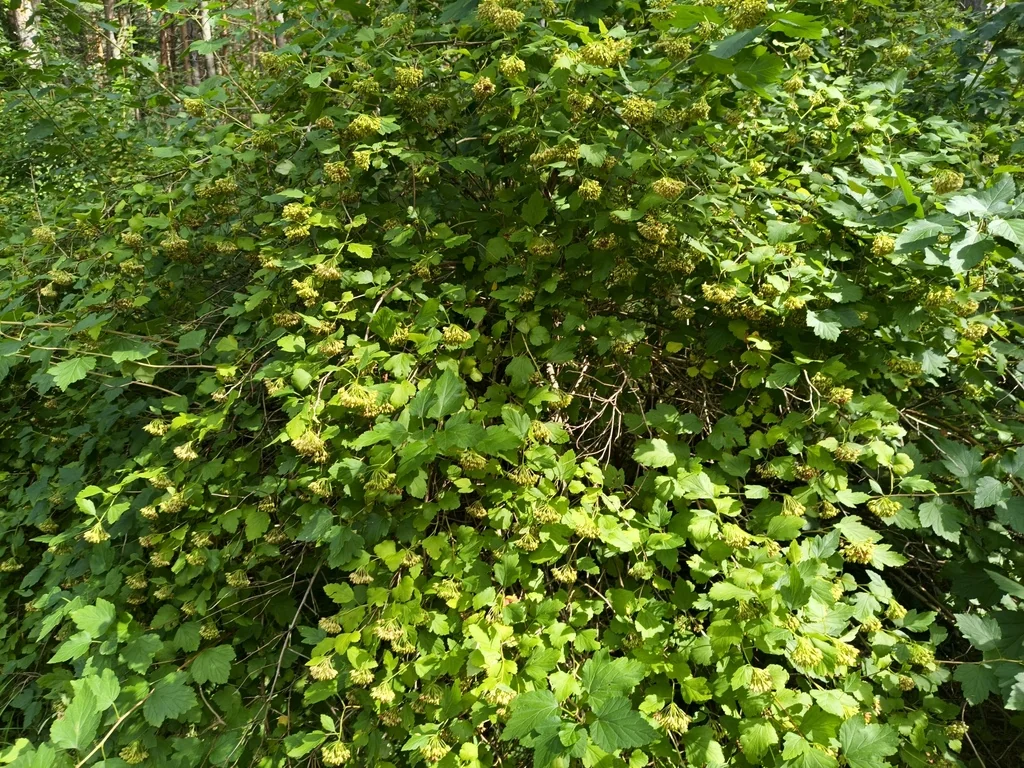 Physocarpus opulifolius