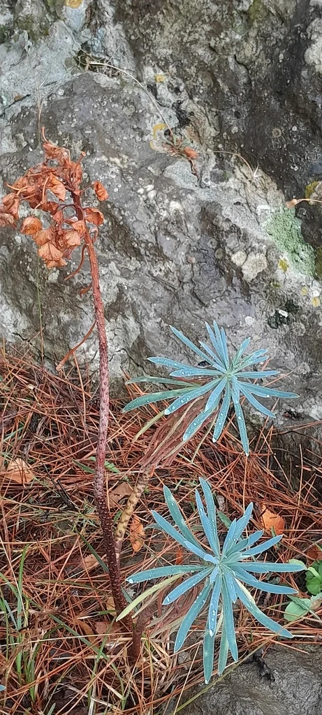 Euphorbia Characias Wulfenii