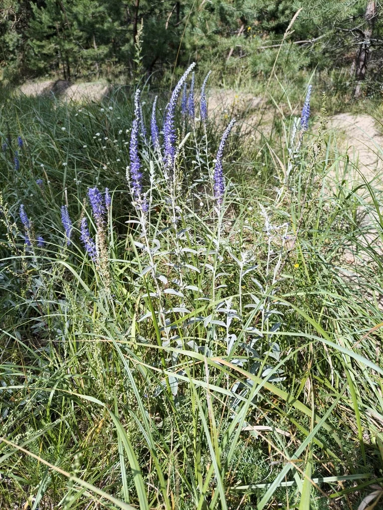 Veronica Spicata Incana