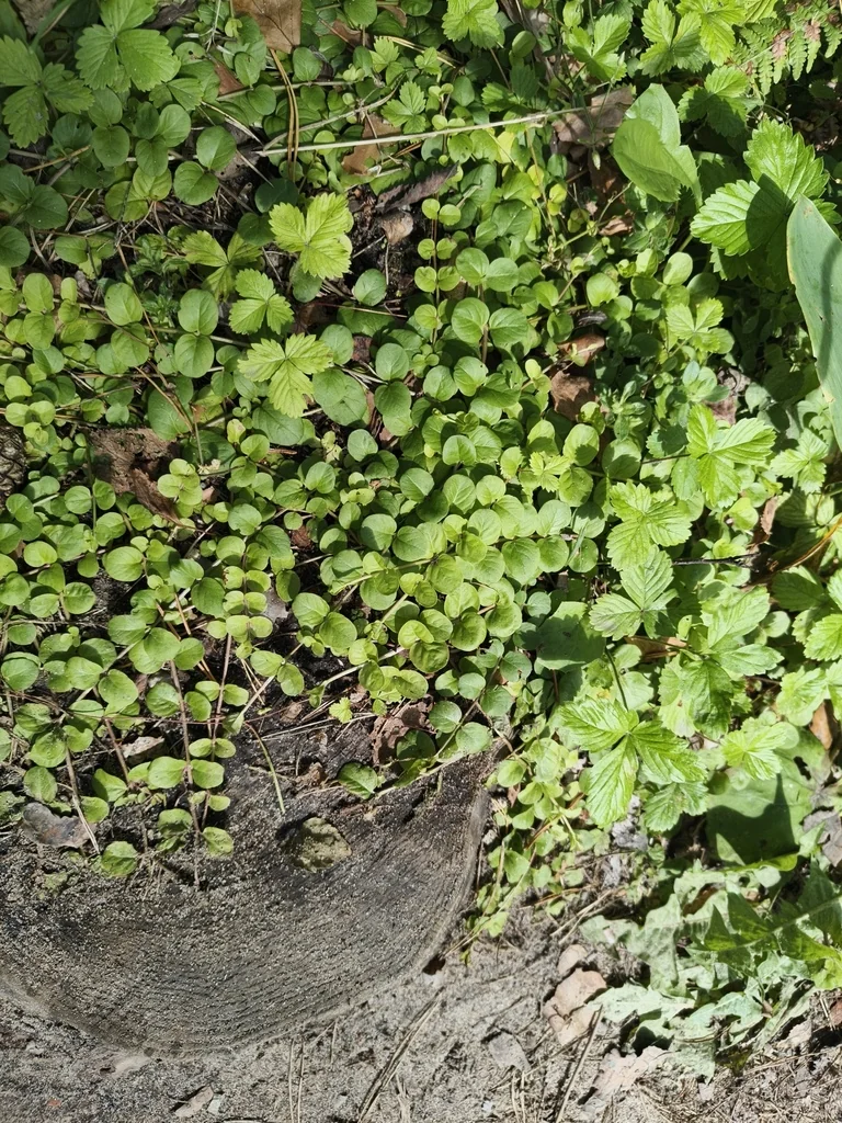 Lysimachia Nummularia