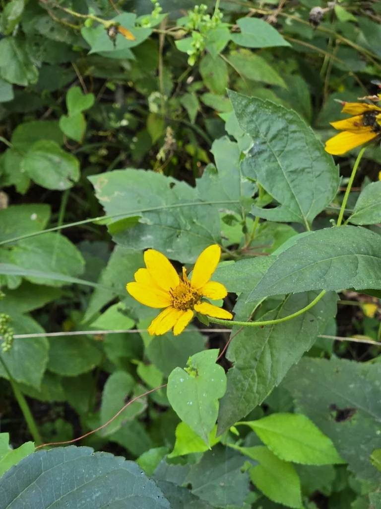 Heliopsis helianthoides