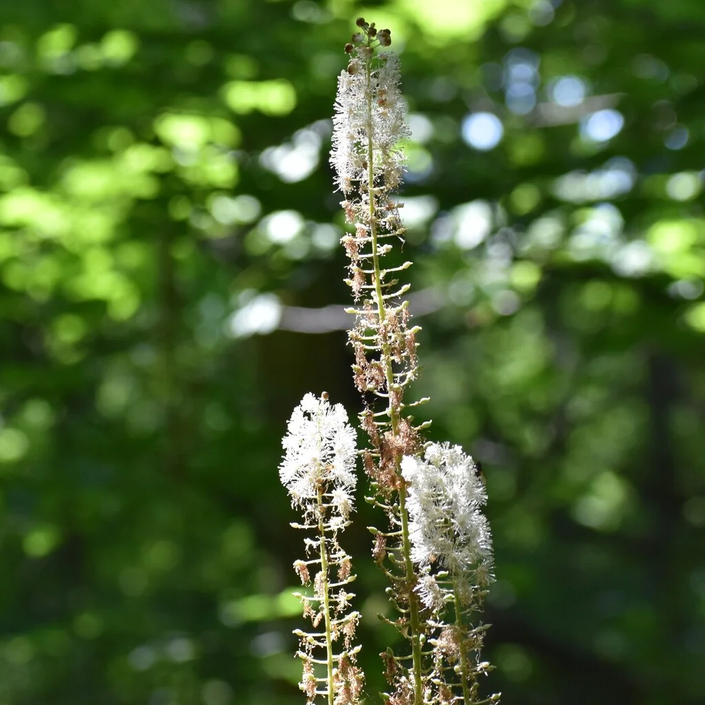 Actaea Racemosa