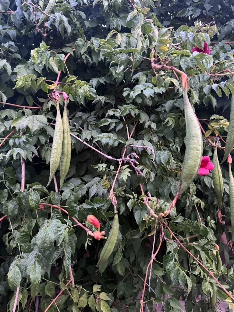 Campsis Radicans