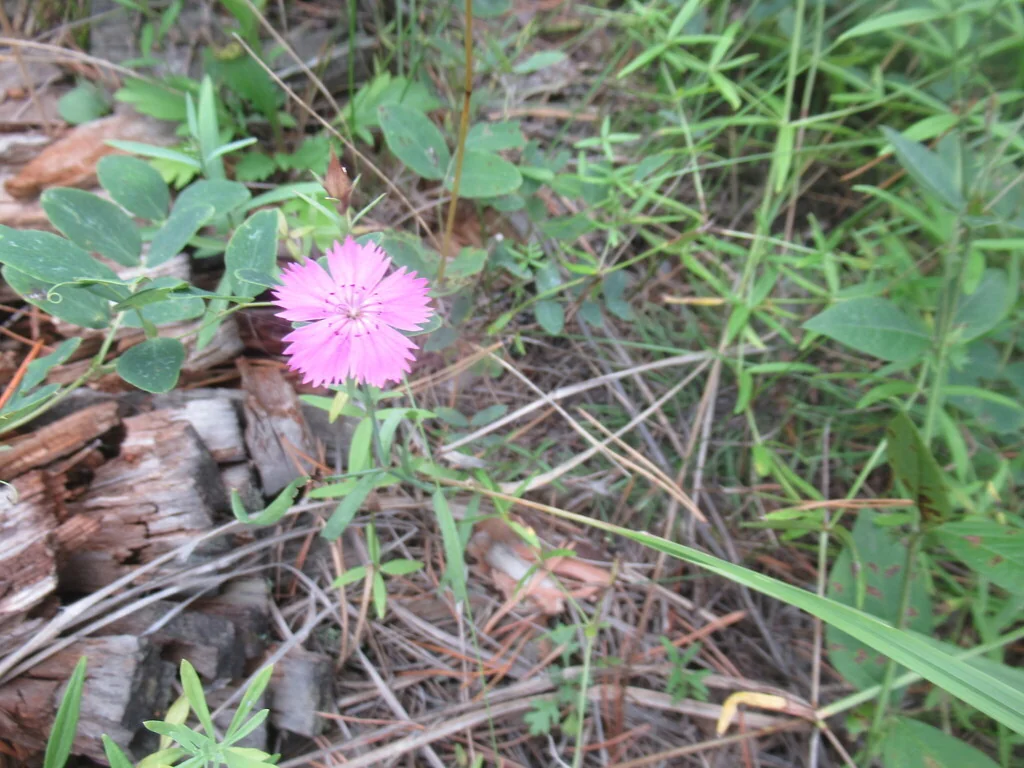 Dianthus Chinensis