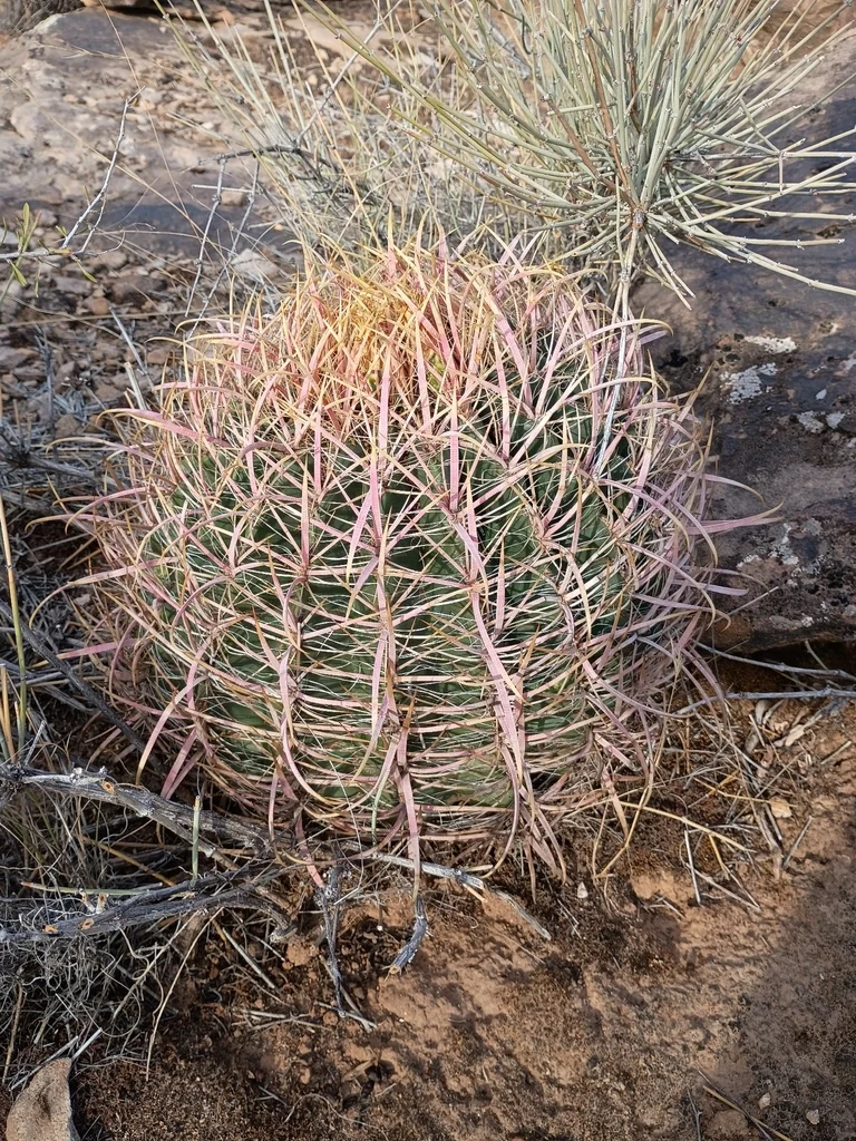 Ferocactus Cylindraceus
