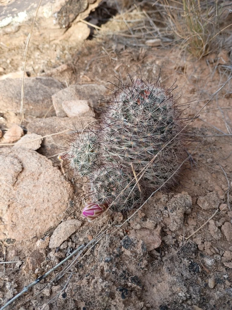 Mammillaria Tetrancistra