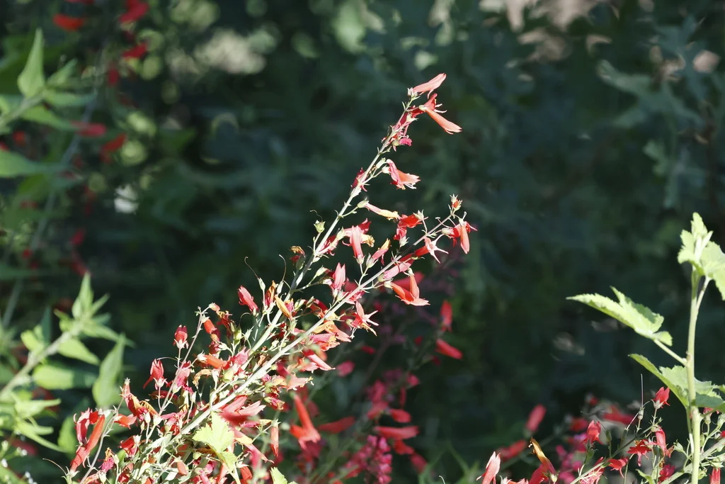 Penstemon barbatus