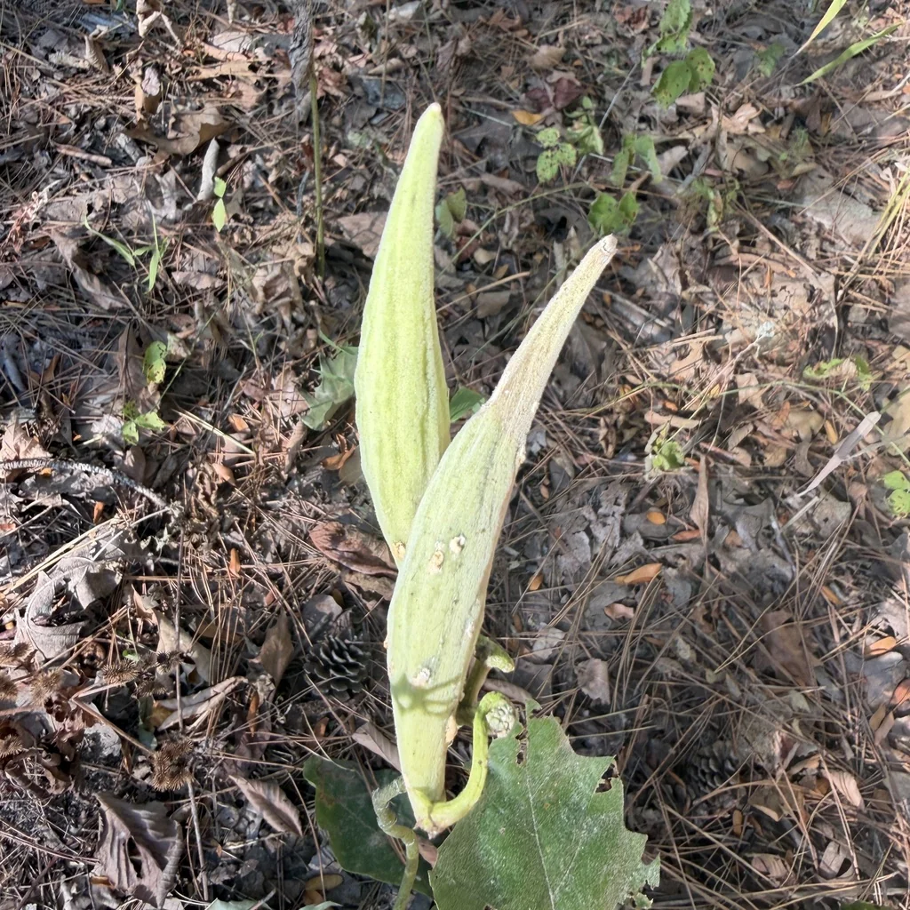 Asclepias Tuberosa