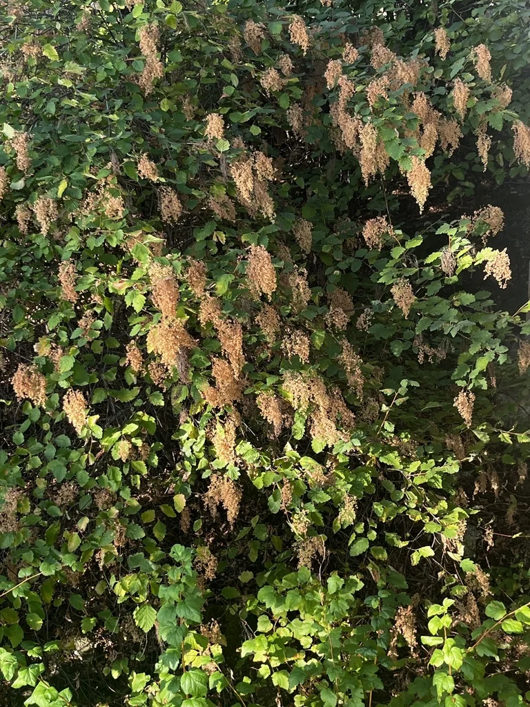 Holodiscus Discolor