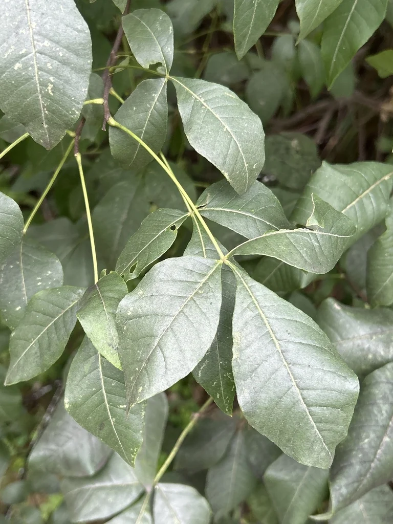 Ptelea Trifoliata