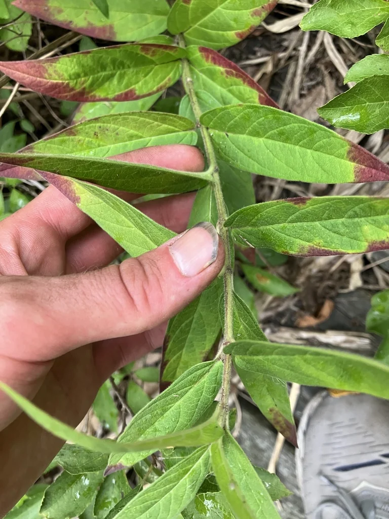 Asclepias Incarnata Pulchra