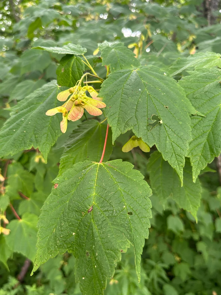 Acer Spicatum