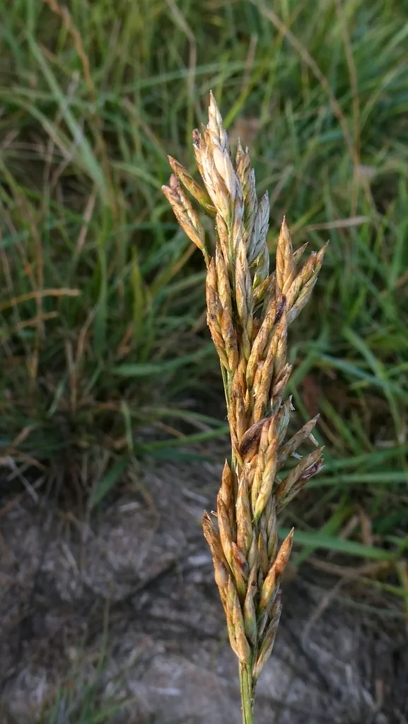Festuca arundinacea