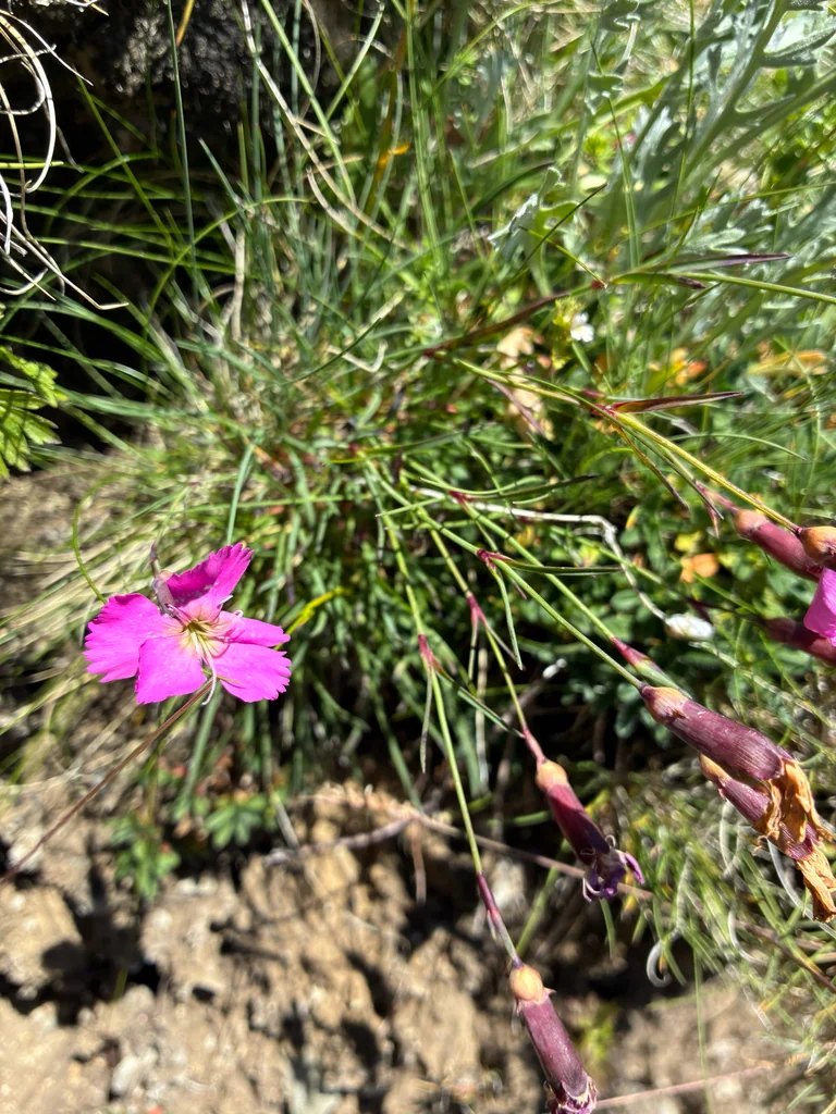Dianthus Caryophyllus