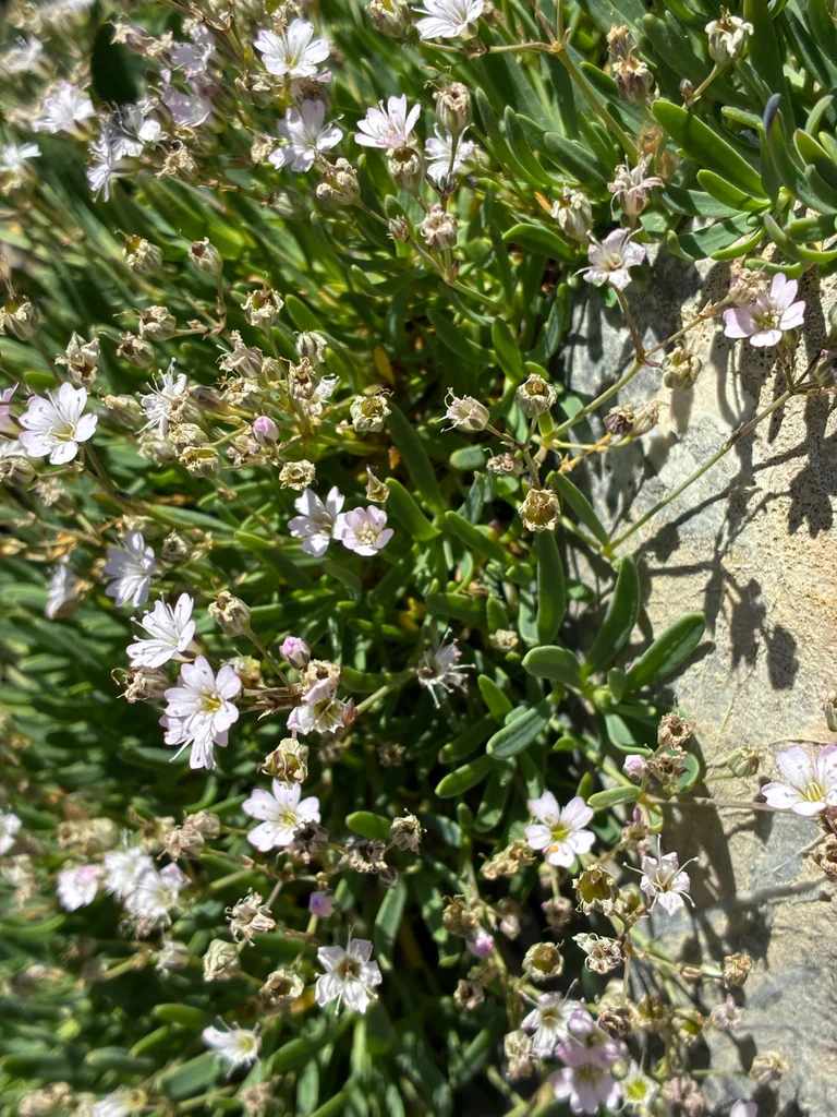 Gypsophila Repens