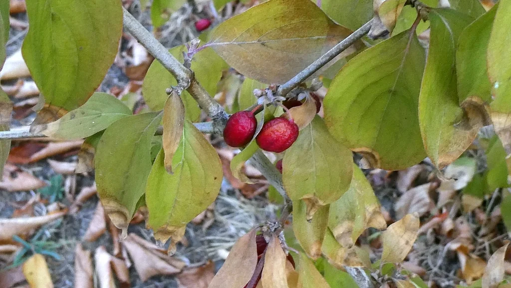 Cornus Mas