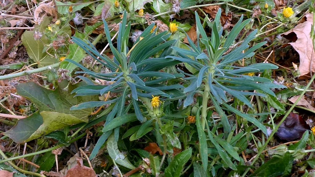 Euphorbia Characias