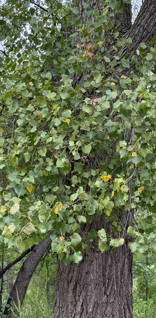Populus Deltoides