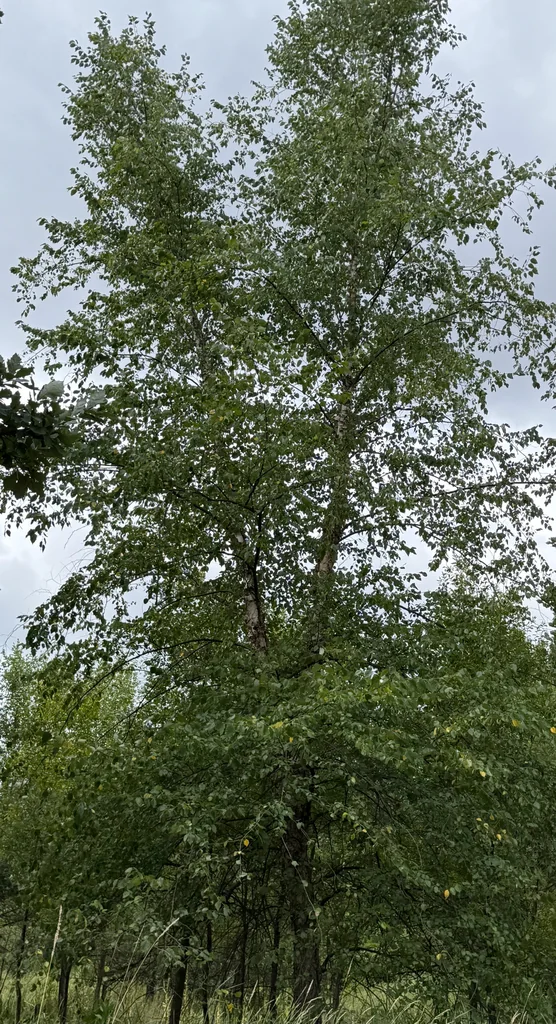 Betula Nigra