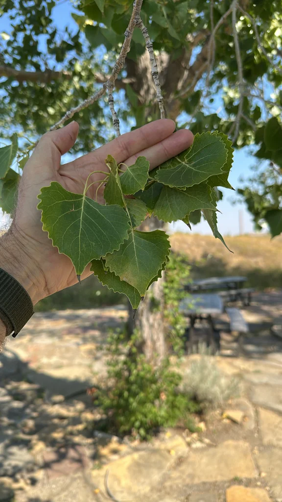 Populus Deltoides