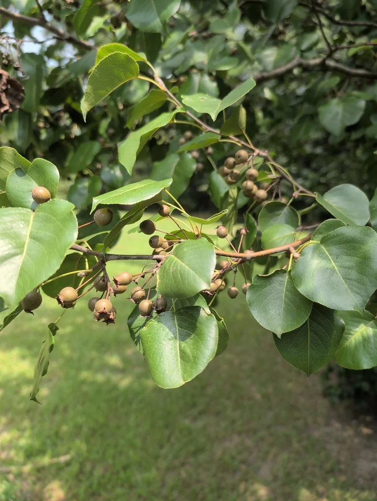 Pyrus Calleryana