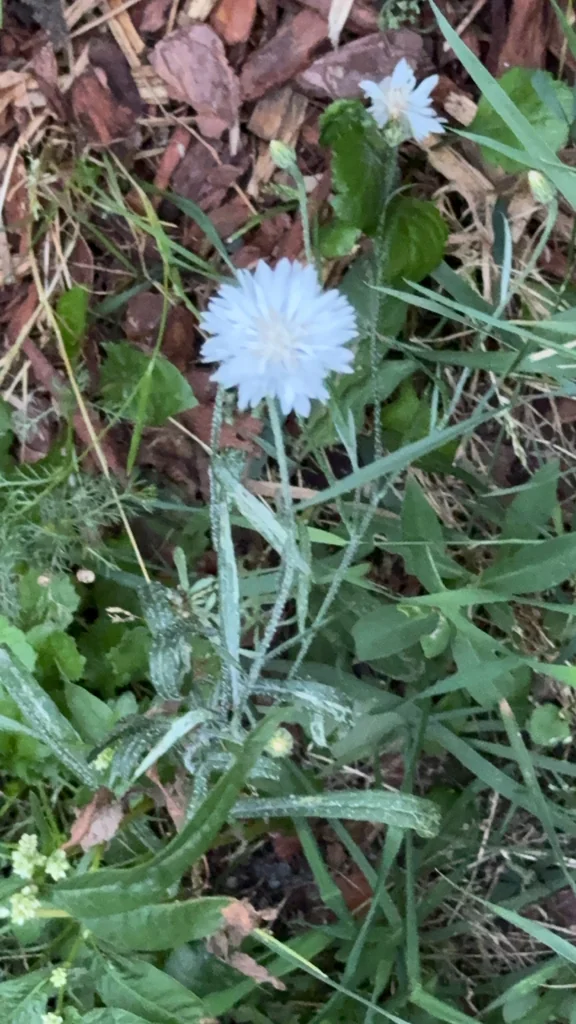 Centaurea Cyanus
