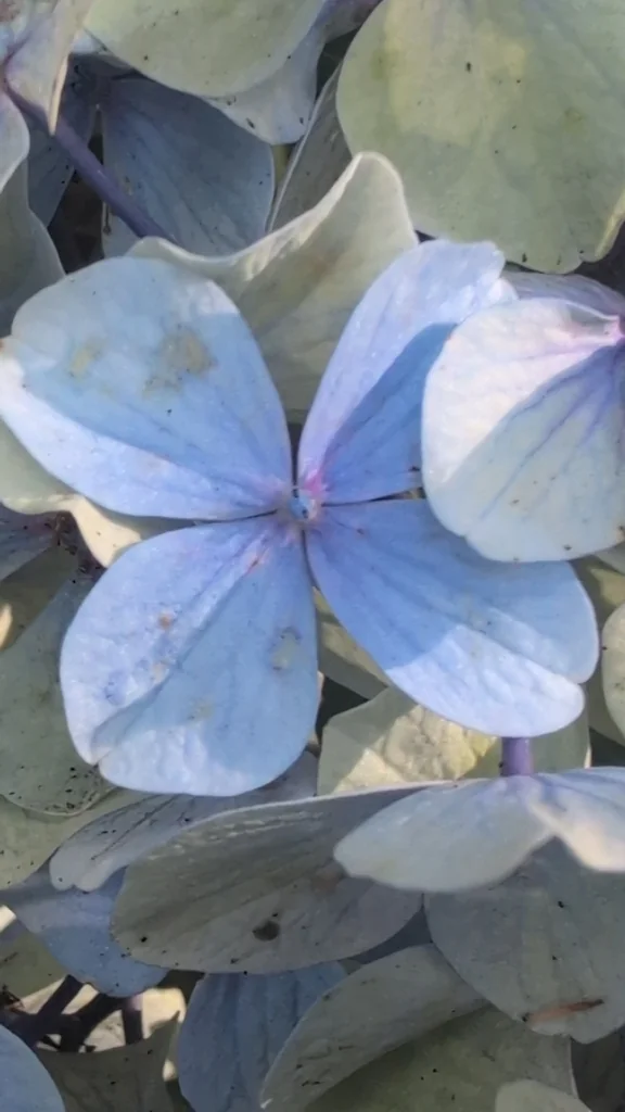 Hydrangea macrophylla