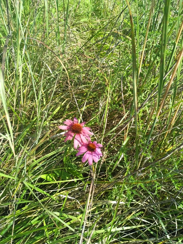 Echinacea Purpurea