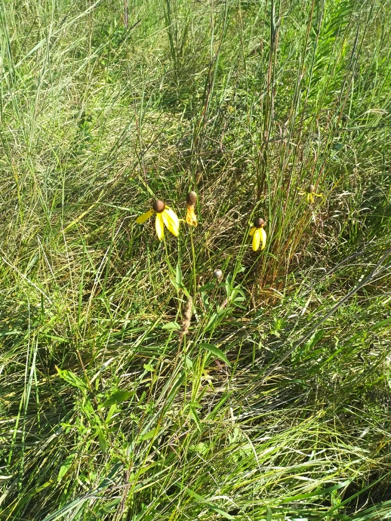 Ratibida Pinnata