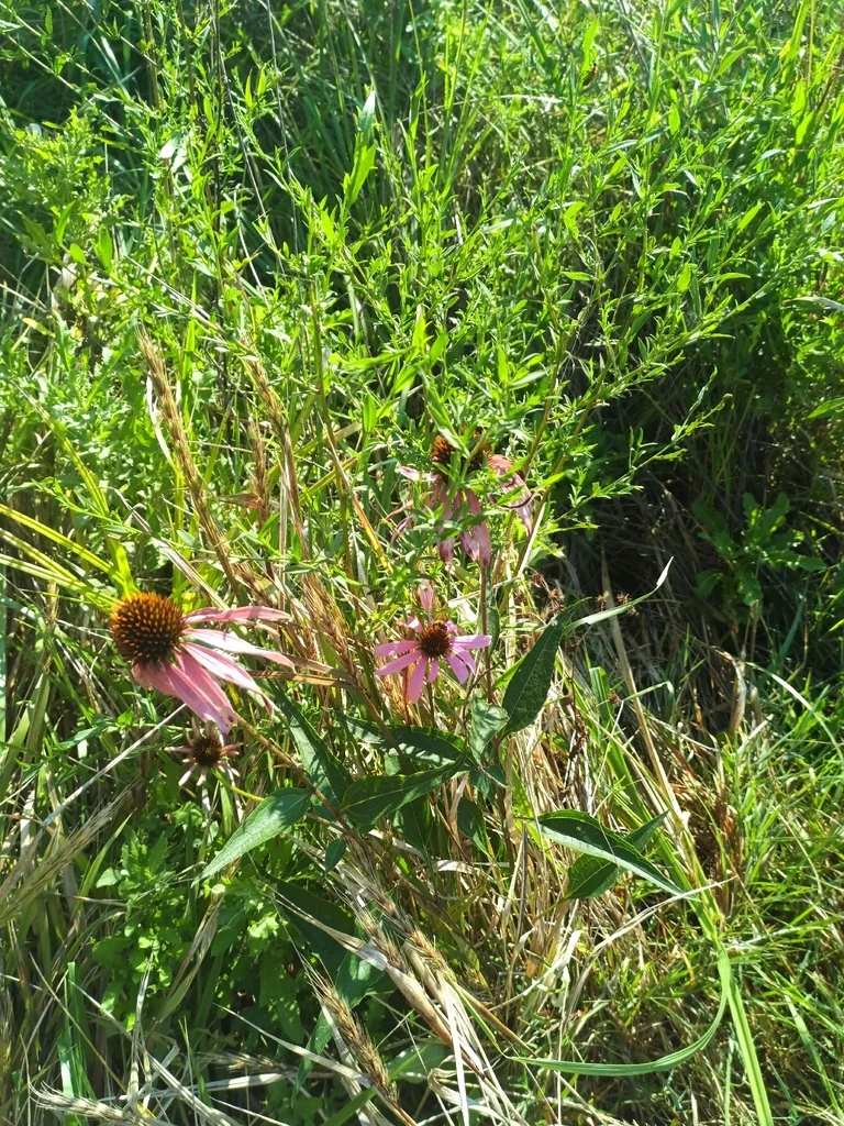 Echinacea Purpurea