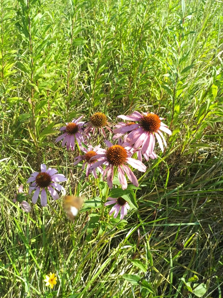Echinacea Purpurea