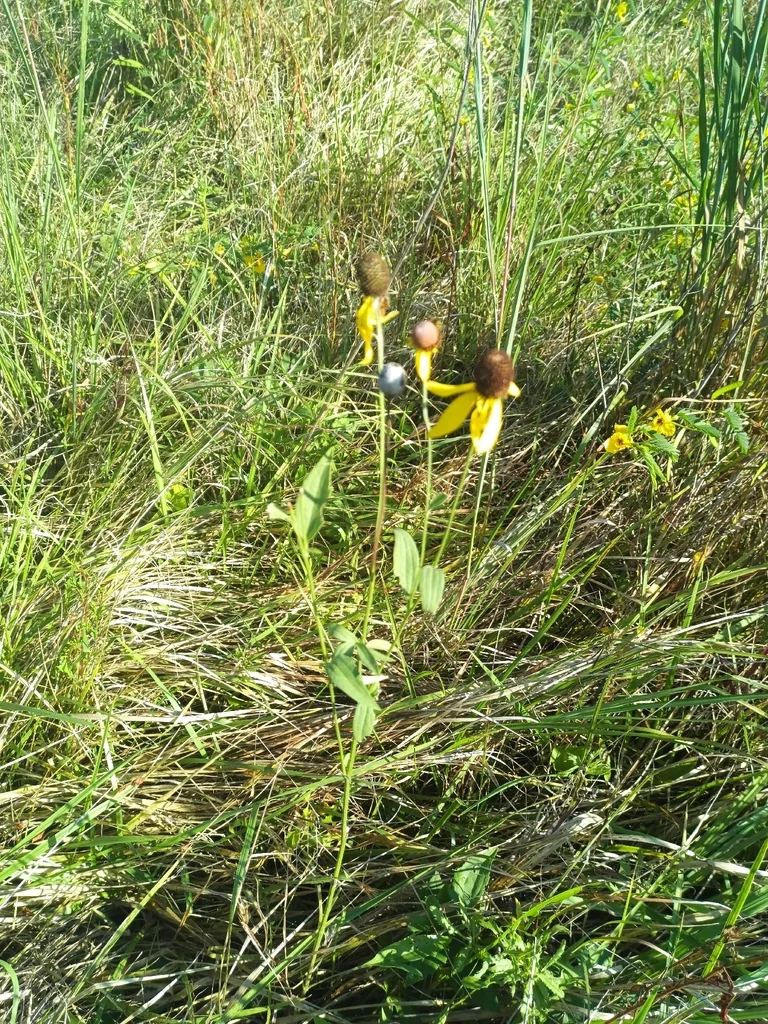 Ratibida Pinnata