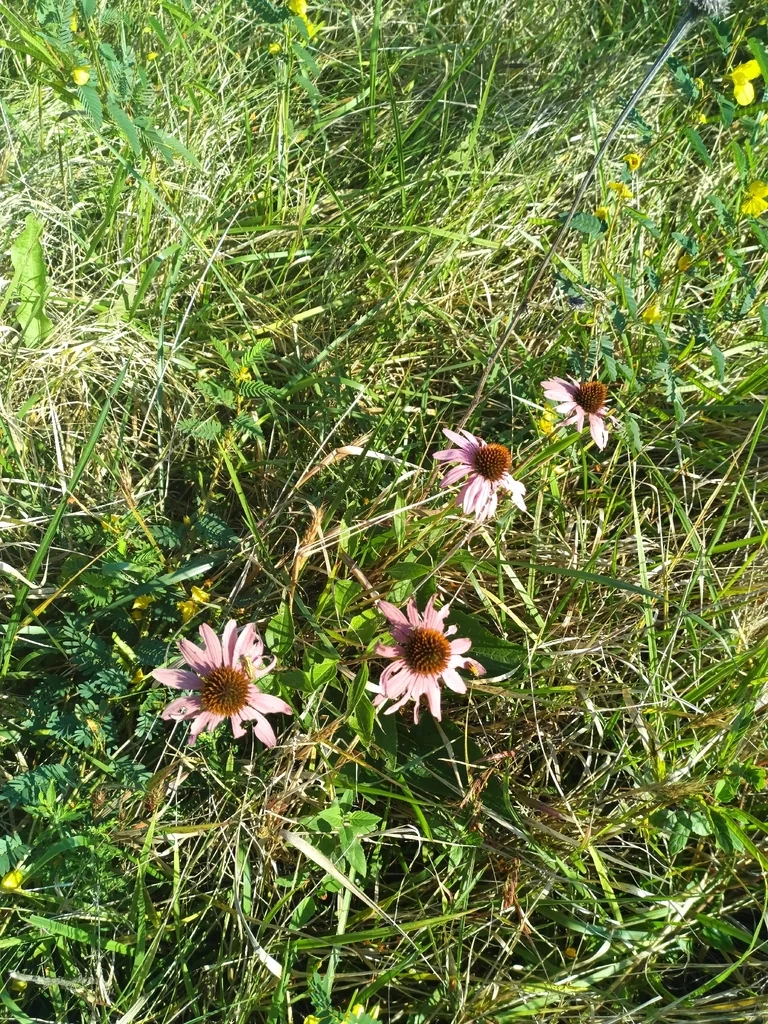 Echinacea Purpurea