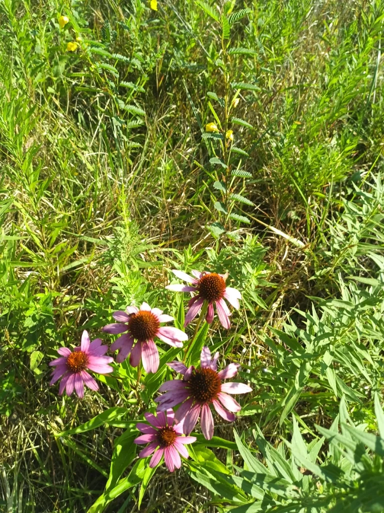 Echinacea Purpurea