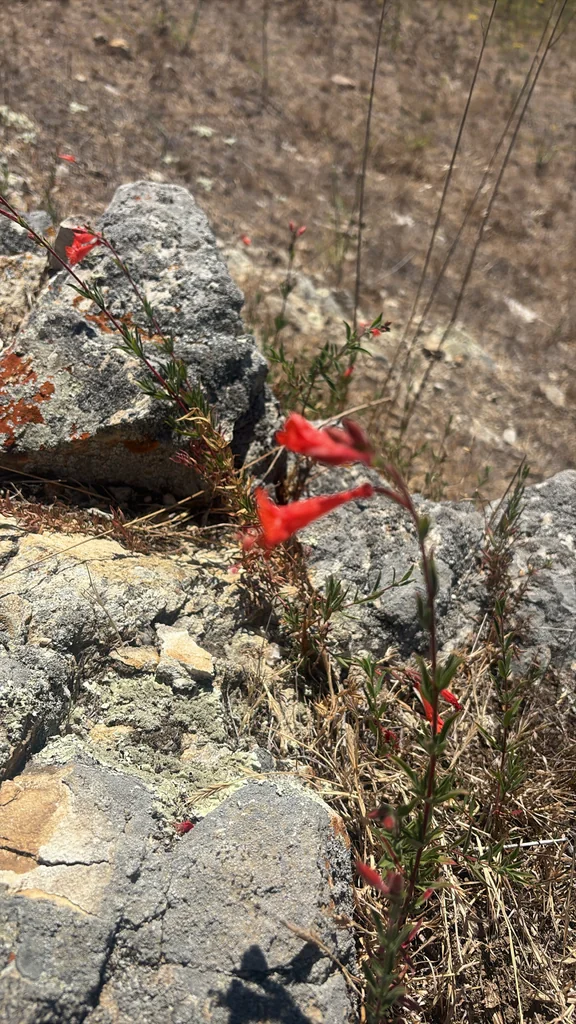 Zauschneria Californica