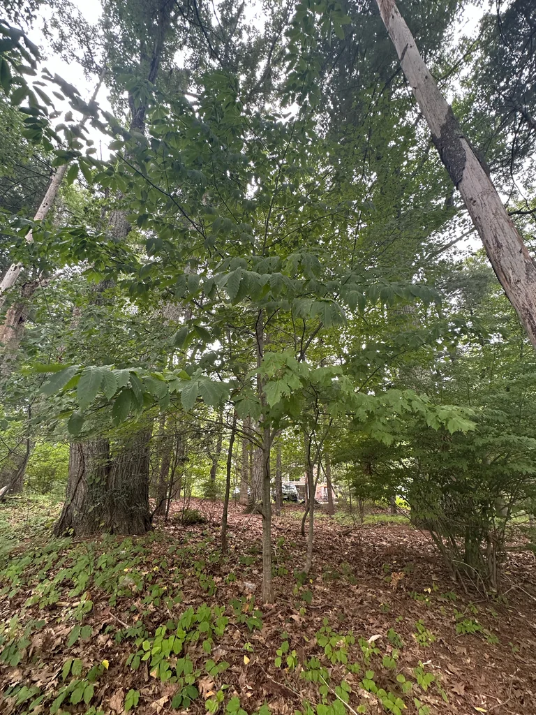 Castanea Dentata
