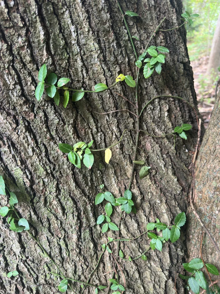 Euonymus fortunei
