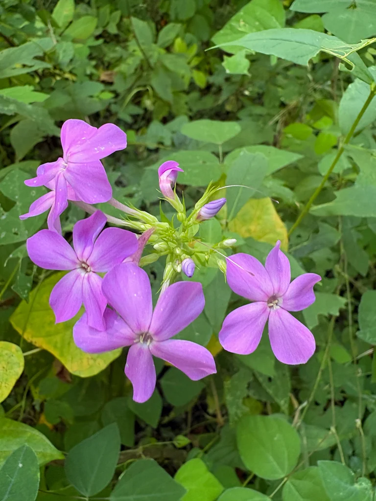 Phlox paniculata