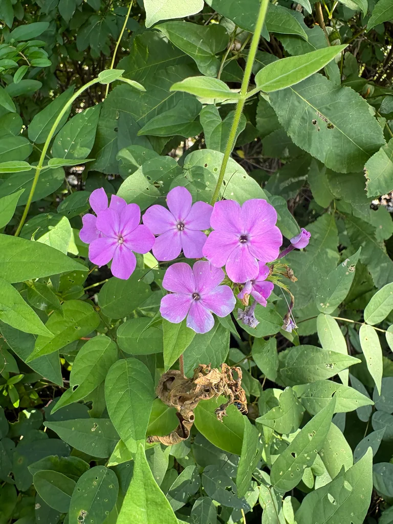 Phlox paniculata